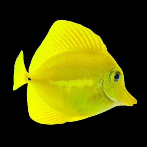 Hawaiian Yellow Tang Captive Bred 1.5&quot;