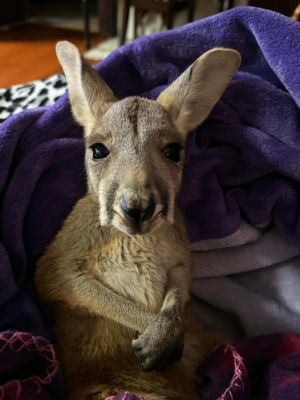 Kangaroo Meet &amp; Great March 7th 2026