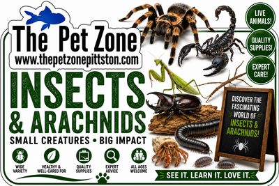Insects/Arachnids