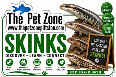 Skinks