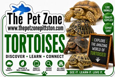 Tortoise