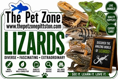 Lizards