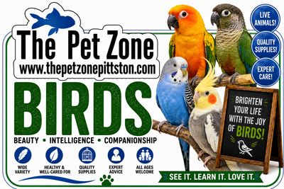 Birds