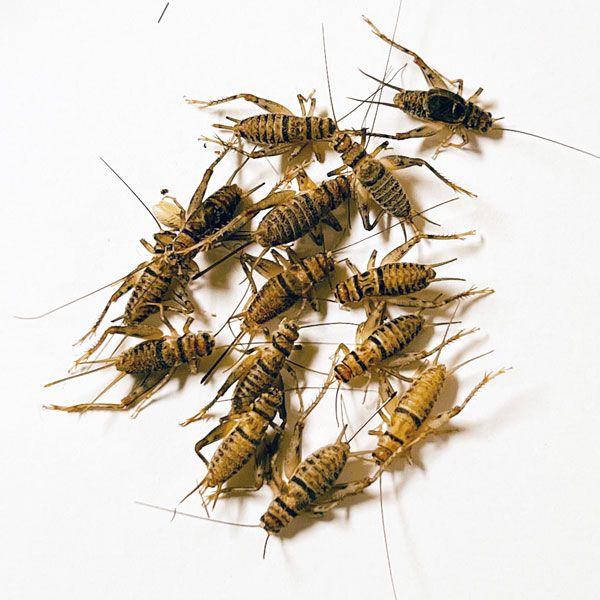 1/2" Banded Crickets Bulk