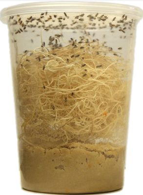 Flightless Drosophila Hydei Fruit Fly Culture