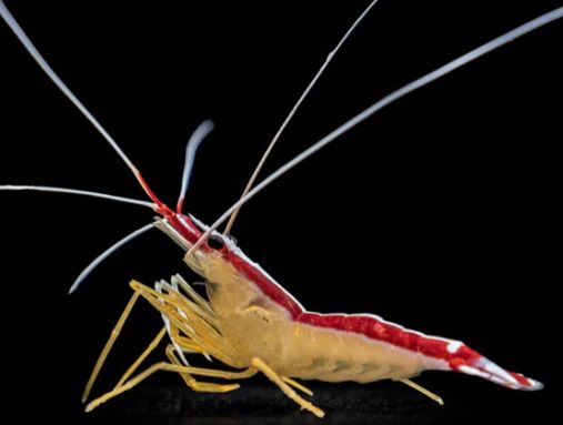 Cleaner Shrimp