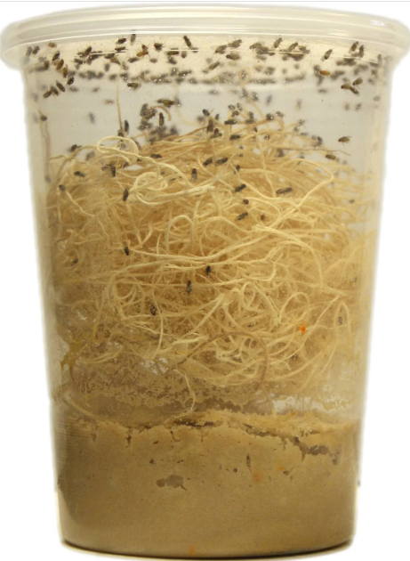 Wingless Drosophila Melanogaster Fruit Fly Culture