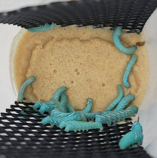 Hornworm 25 Count Culture