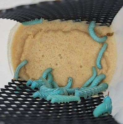 Hornworm 25 Count Culture