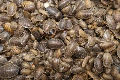 Dubia Roaches 1/2"