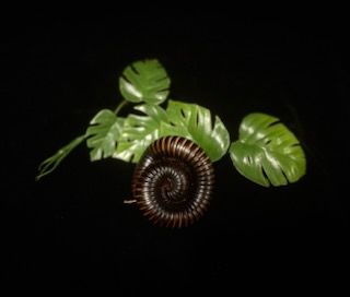 Captive Bred Giant African Millipede