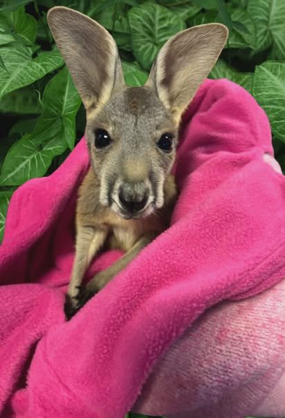 Kangaroo Meet &amp; Great March 7th 1:20pm