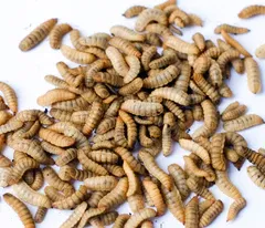 Black Soldier Fly Larvae 1000 count