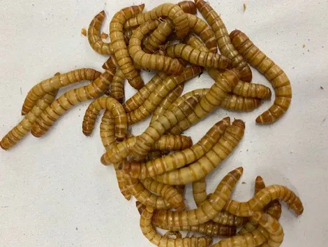Giant Mealworms