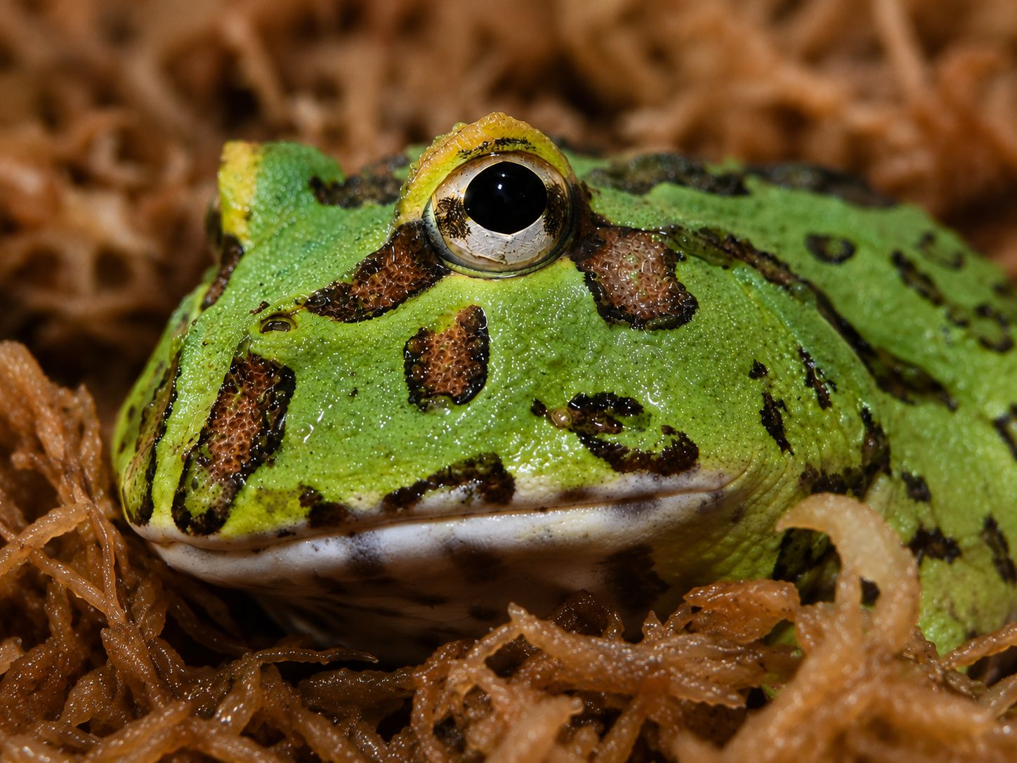 Lime Green Pac Man Frogs