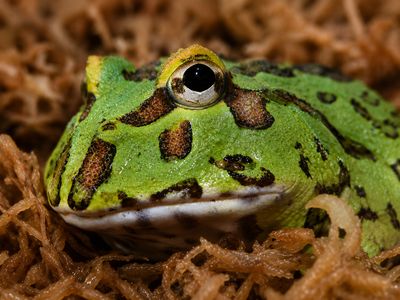 Lime Green Pac Man Frogs