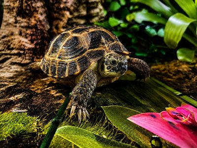 Captive Bred Russian Tortoise