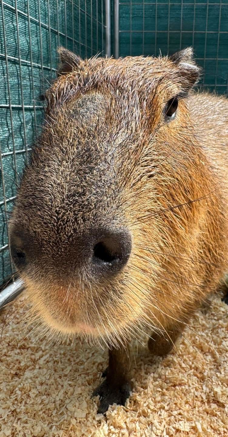 Capybara &amp; Kangaroo Experience 1:30 pm September 12th 2026