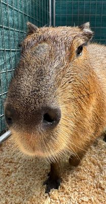 Capybara &amp; Kangaroo Experience 1:00 pm September 12th 2026