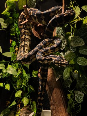 Adult Carpet Python