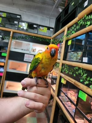 Sun Conure