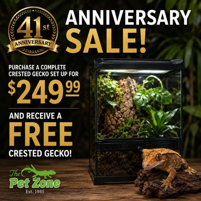 Complete Crested Gecko Setup