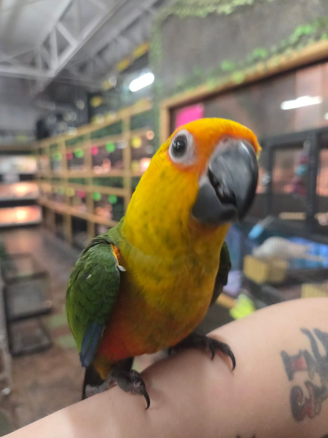Jenday Conure