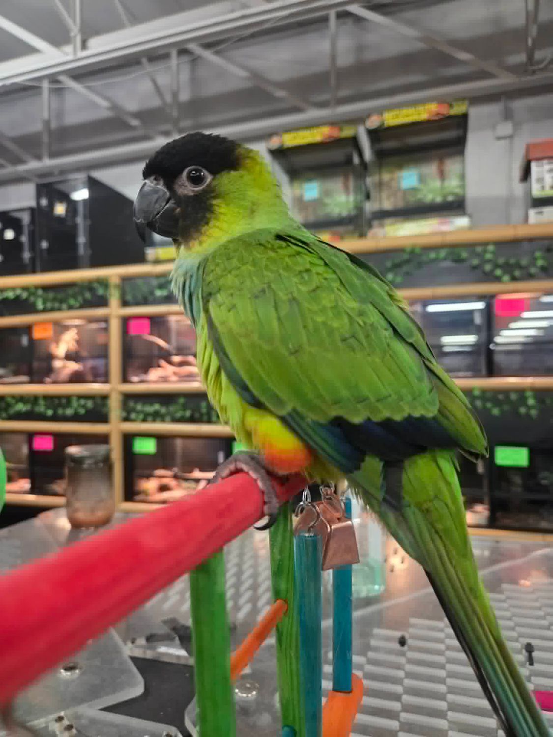 Nanday Conure