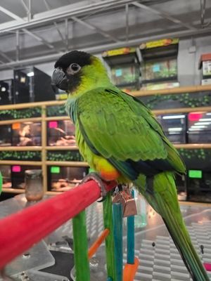Nanday Conure