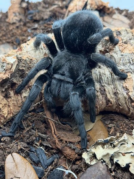 Brazilian Black Tarantula
