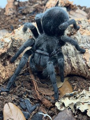 Brazilian Black Tarantula
