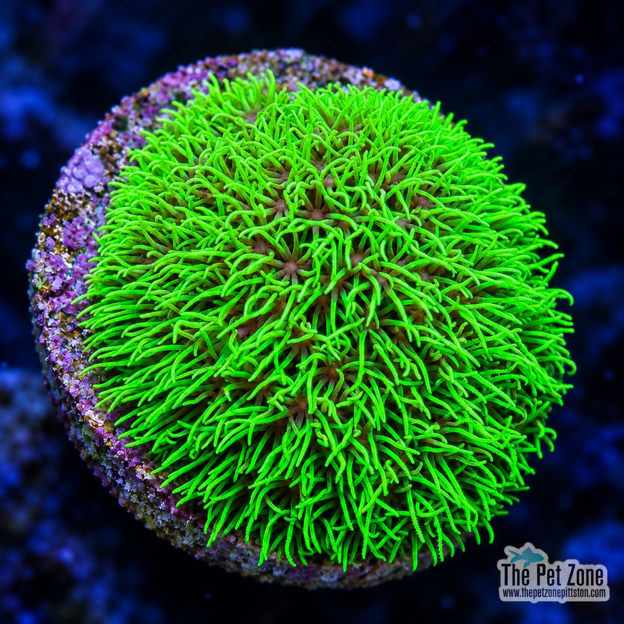 Green Star Polyp Frag