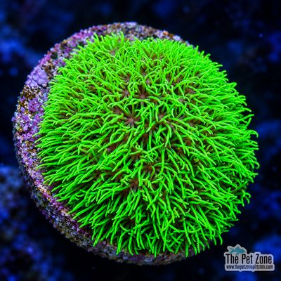 Green Star Polyp Frag