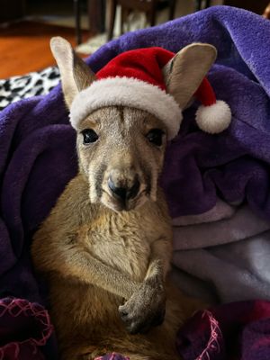 Holiday Kangaroo Pictures 1:50pm Saturday December 12th, 2026