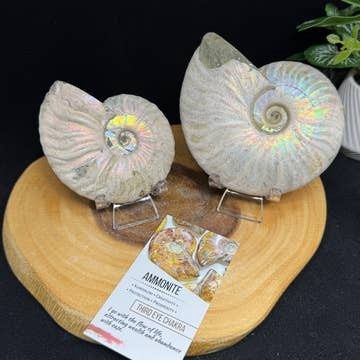 Iridescent Ammonite