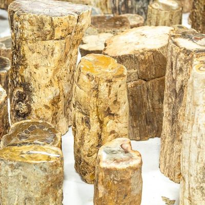 Petrified Wood Trunk