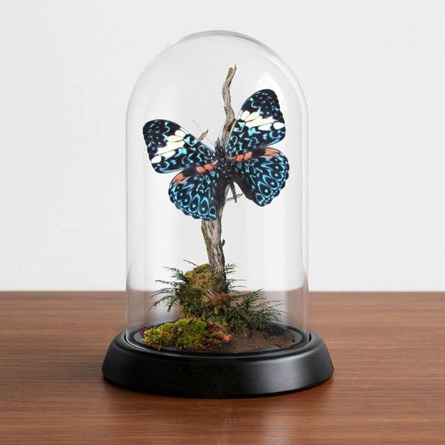 Butterfly Diorama -Hamadryas
