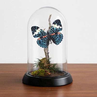 Butterfly Diorama -Hamadryas