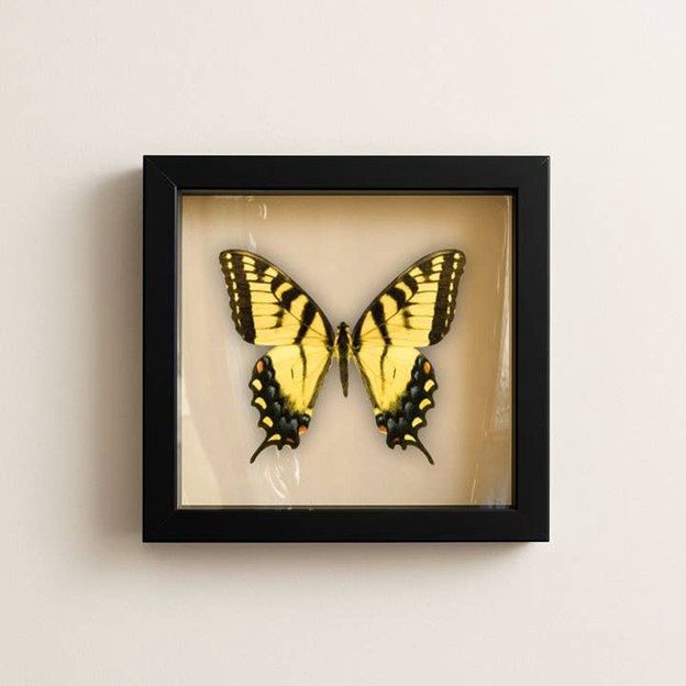 Eastern Tiger Swallowtail (Male) – 6x6 Shadowbox