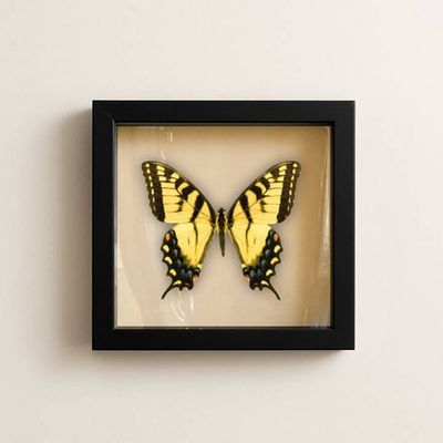 Eastern Tiger Swallowtail (Male) – 6x6 Shadowbox