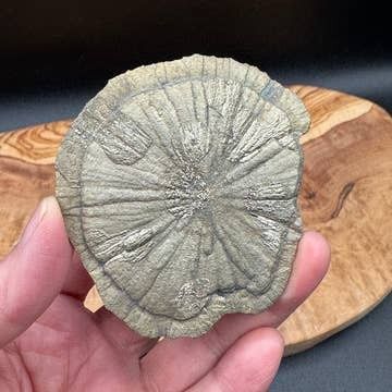 Pyrite Sun