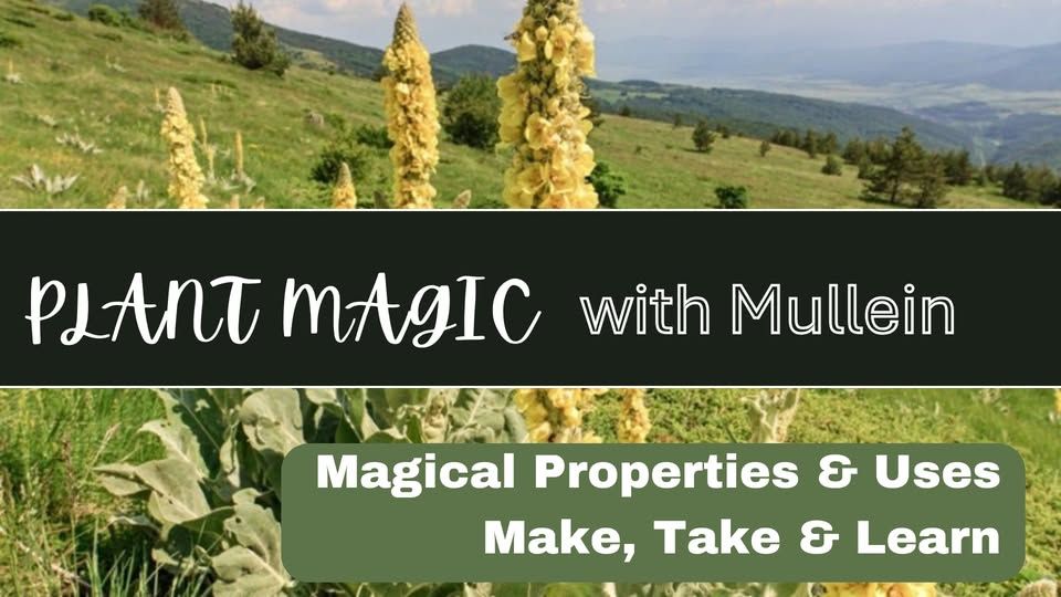 Plant Magic with Mullein