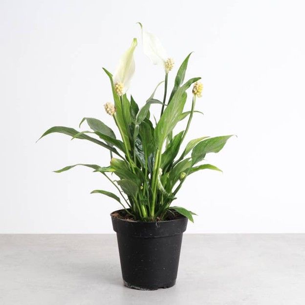 Variegated Peace Lily  - Live Plant