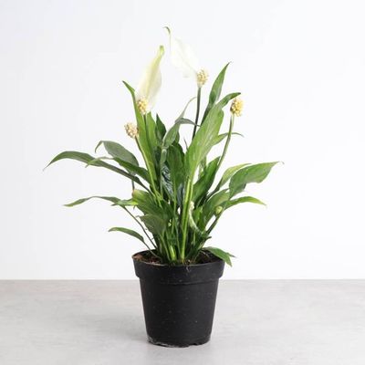Variegated Peace Lily  - Live Plant