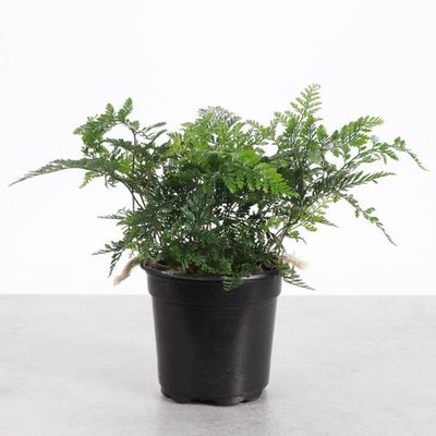 Rabbit's Foot Fern - Live Plant