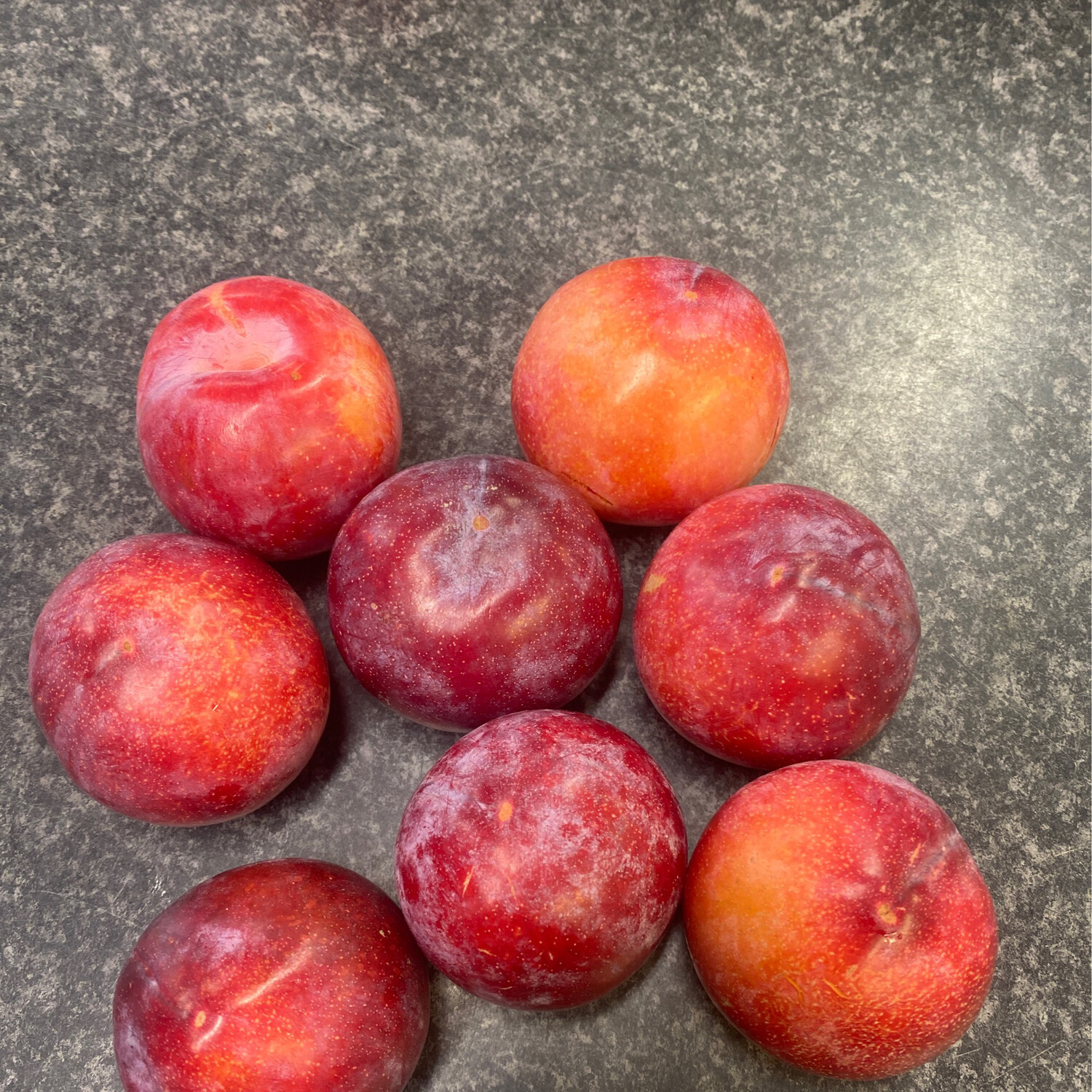 Large African Delight Plum x 8