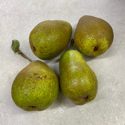 Conference Pears x 4 XL