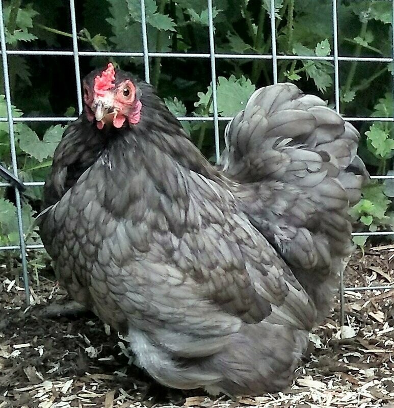 Blue Pekin Hatching Eggs (Pack of 6)