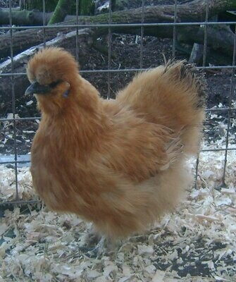 Gold Silkie Hatching Eggs (Pack of 6)