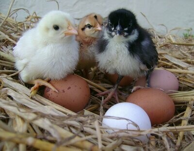 Hatching Eggs - Mix 'n' Hatch